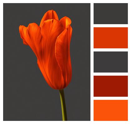 Flower Ai Generated Tulip Image